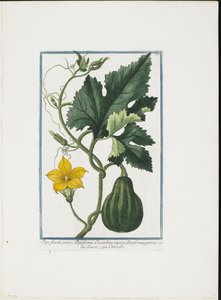 Vegetable Print, from Hortus Romanus, Vol. I or II by Giorgio Bonelli