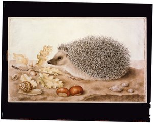 A Hedgehog in a Landscape by Giovanna Garzoni
