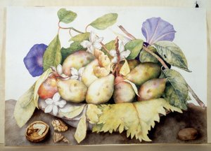 Unknown Image by Giovanna Garzoni