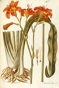 Orange Daylily (Hemerocallis fulva), Liliaceae