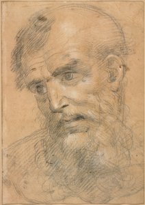 Head of a Bearded Man; Study for a Sacred Conversation by Giovanni Antonio Sogliani