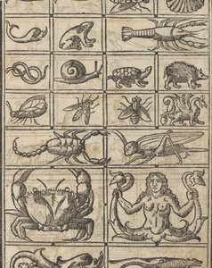 Essempio di recammi, page 11 recto by Giovanni Antonio Tagliente