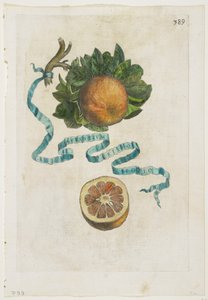 Aurantium Crispo Folio, from Hesperides, 1646