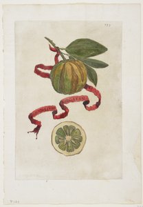 Aurantium Virgatum, from Hesperides, 1646