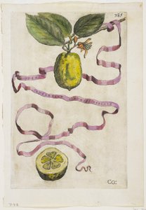 Idem Aurantium Limonis Effigle, from Hesperides