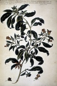 Botanical Chart: Belladona (Belladona Majoribus Folys) - In 