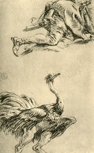 A running Ostrich