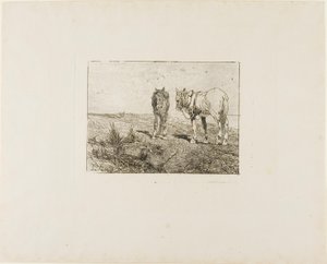 Horses