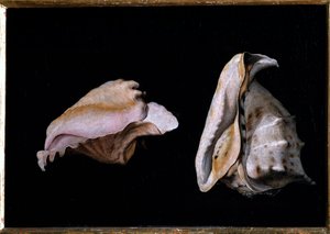 Two Shells (Still Life with Sea Shells)