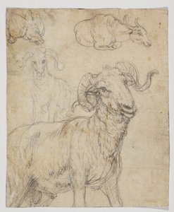 Ram and Buffalo (verso) by Giovanni da Udine (after)