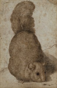 A Squirrel by Giovanni da Udine (attr. to)