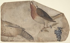 Bird Eating Grapes (recto), Tigress (verso) by Giovanni da Udine