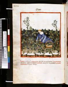 Theatrum sanitatis by Ububchasym de Baldach: 