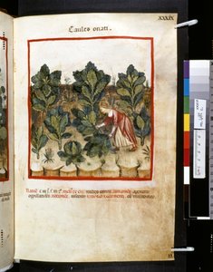 Theatrum sanitatis by Ububchasym de Baldach: 