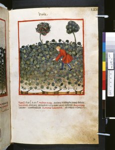 Theatrum Sanitatis by Ububchasym de Baldach: 