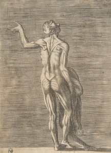 Flayed man with left hand on hip, holding skin in right hand, ca. 1531-76