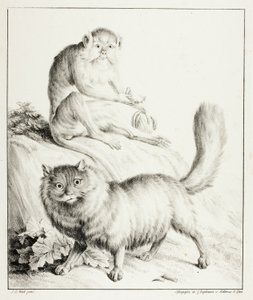 Cat and Monkey