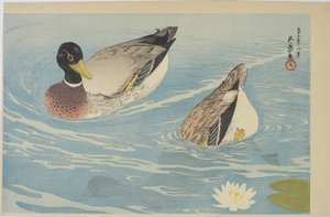 Ducks