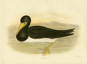 Brown Gannet by Gracius Broinowski