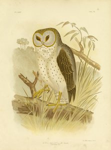 Delicate Owl by Gracius Broinowski