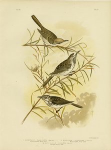 Fulvous-Fronted Honeyeater