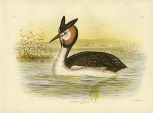 Great Crested Grebe, 1891 by Gracius Broinowski