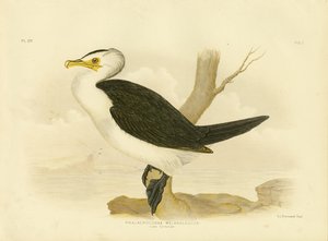 Little Cormorant, 1891 by Gracius Broinowski