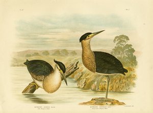 Little Mangrove Heron, 1891 by Gracius Broinowski