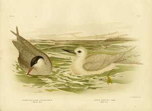 Marsh Tern