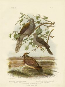 Peaceful Dove by Gracius Broinowski