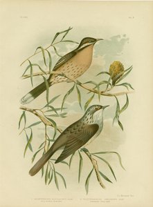 Spiny-Cheeked Honeyeater