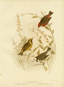 Tricolored Ephthianura by Gracius Broinowski