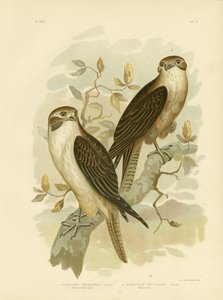 Western Brown Hawk