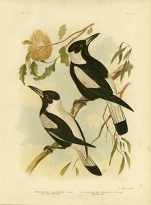 White-Backed Crow-Shrike, 1891 by Gracius Broinowski