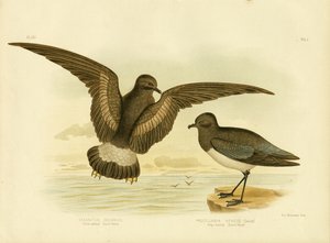 Yellow-Webbed Storm Petrel, 1891