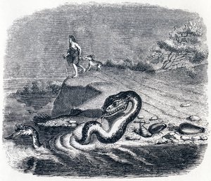 The Head and Tail of the Snake - Fables by La Fontaine by Grandville