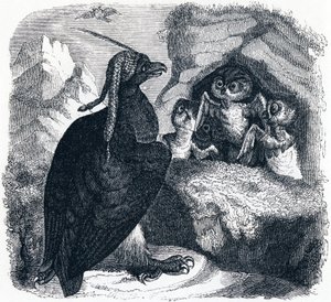 The eagle and the owl - Fables by La Fontaine