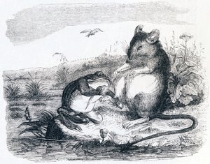 The Frog and the Rat - Fables by La Fontaine by Grandville