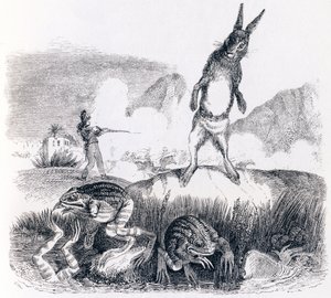 The hare and the frogs - Fables by La Fontaine