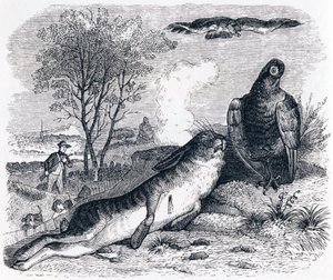 The Hare and the Partridge - Fables by La Fontaine by Grandville