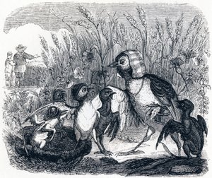 The Lark and Its Young, with the Master of a Field - Fables by La Fontaine