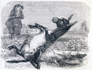 The old man and the fox - Fables by La Fontaine