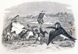 The Swallow and the Little Birds - Fables by La Fontaine by Grandville