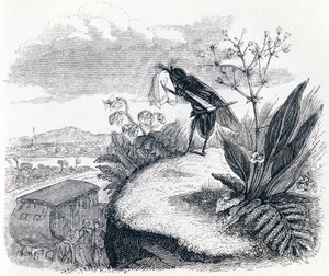 The Tick and the Fly - Fables by La Fontaine by Grandville