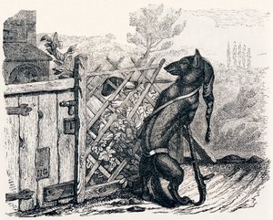 The Wolf and the Skinny Dog - Fables by La Fontaine