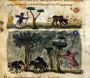 Bear and Boar Hunting