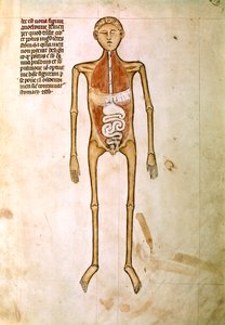 Miniature from "Anatomy" by Guido da Vigevano, Physician of King Philippe VI of France by Guido da Vigevano da Pavia
