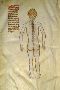 Anatomy and Surgical Boards: Spinal Cord. In “Liber notabilium Philippi septimi francorum regis, a libris Galieni extratus” by Gui de Pavia circa 1345. Chantilly, Musee Conde by Guido da Vigevano da Pavia