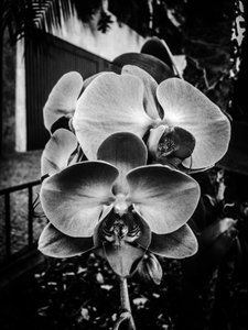 Flower No. 10, 2025 by Guilherme Pontes