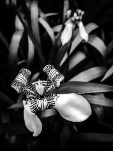 Flower No. 1 by Guilherme Pontes
